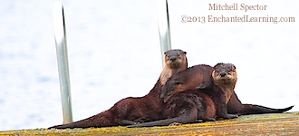 Three Otters Playing