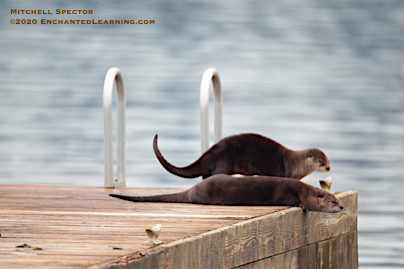 Otters Getting Ready to Slink Back into the Water