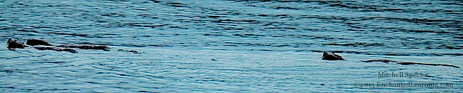 Three Otters Swimming in Lake Washington