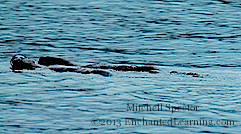 Three Otters Swimming in Lake Washington