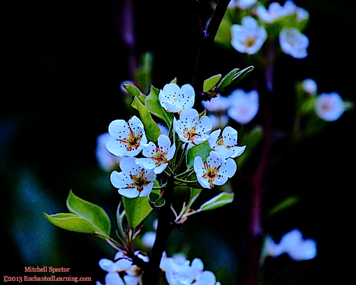 Pear Blossoms at Dusk