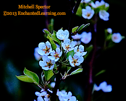 Pear Blossoms at Dusk