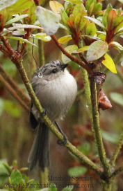 Perching after the Rain