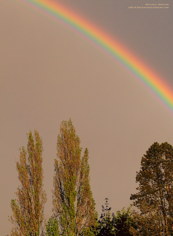 Bald Eagle under Rainbow