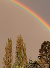 Bald Eagle under Rainbow