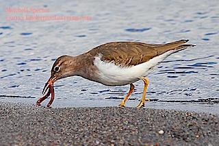 Spotted Sandpiper Catching Lunch