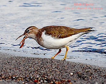 Spotted Sandpiper Eating Lunch