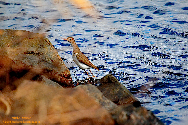 Spotted Sandpiper Rock-Hopping