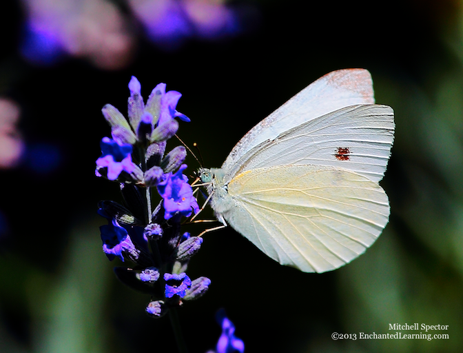 Small Cabbage White Butterfly