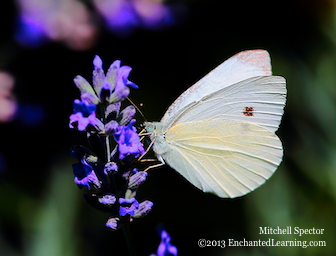 Small Cabbage White Butterfly