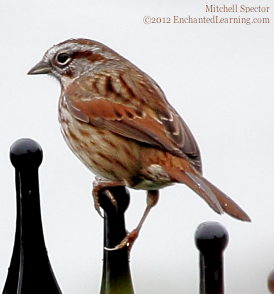 Song Sparrow Perched on a Fence