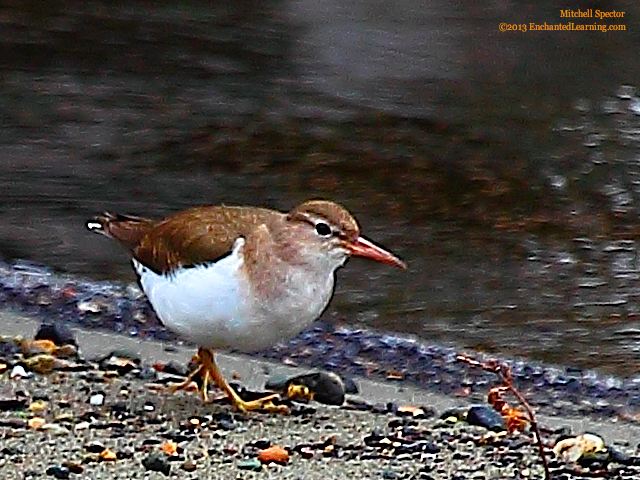 Spotted Sandpiper in Winter Plumage