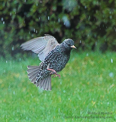 Starling in the Snow