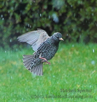 Starling in the Snow