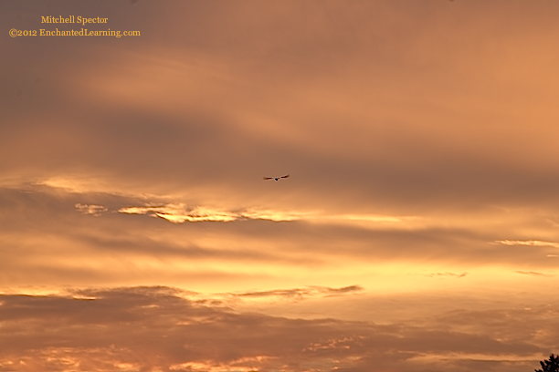 Bird Flying at Sunrise, over Lake Washington