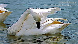Whistling Swan Looking at its Reflection in Lake Washington