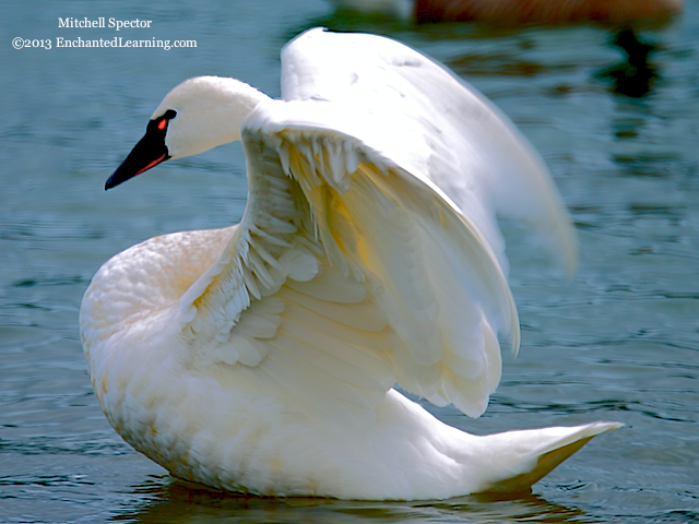 Whistling Swan on Lake Washington