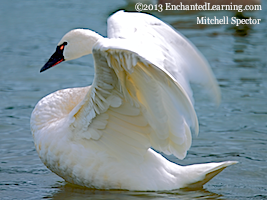 Whistling Swan on Lake Washington