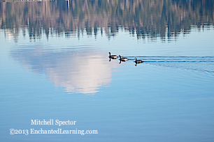 Three Geese on a Cloud