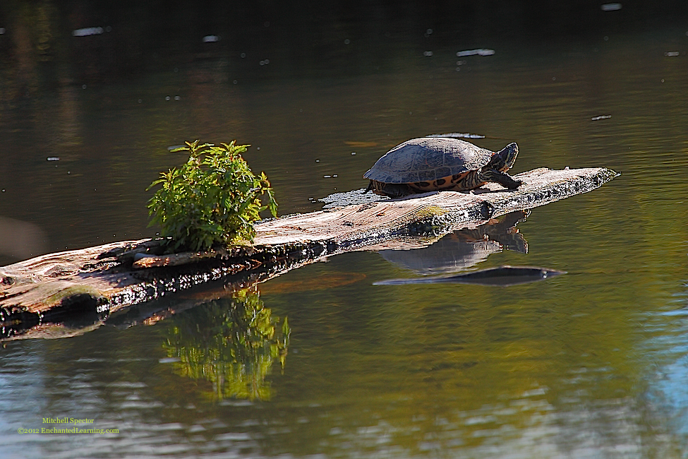 Red-Eared Slider on a Still Pond