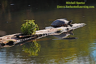 Red-Eared Slider on a Still Pond