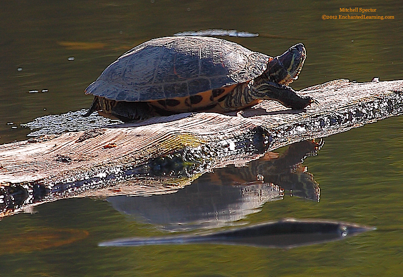 Red-Eared Slider and its Reflection in a Pond
