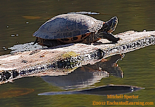 Red-Eared Slider and its Reflection in a Pond