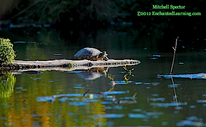 Red-Eared Slider Basking in the Summer Sun