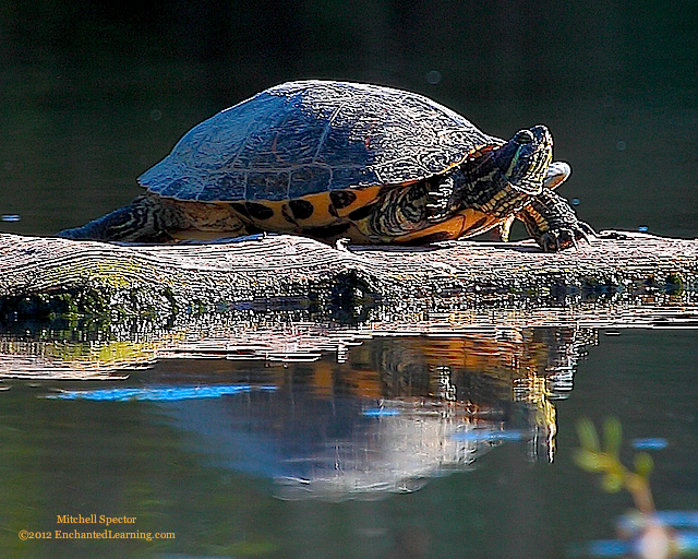 Close-up of a Red-Eared Slider and its Reflection