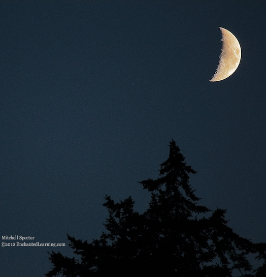 Waxing Crescent Moon over Tree