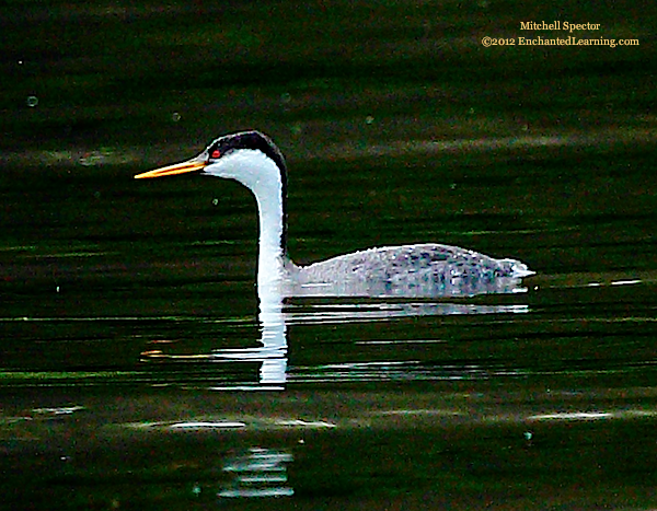 Western Grebe on Lake Washington