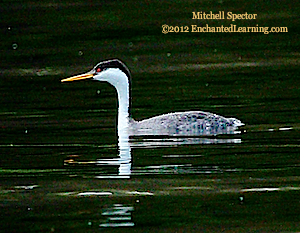 Western Grebe on Lake Washington