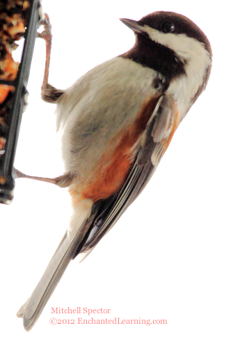 Chestnut-Backed Chickadee at a Bird Feeder