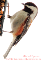 Chestnut-Backed Chickadee at a Bird Feeder