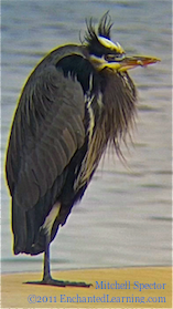 Great Blue Heron