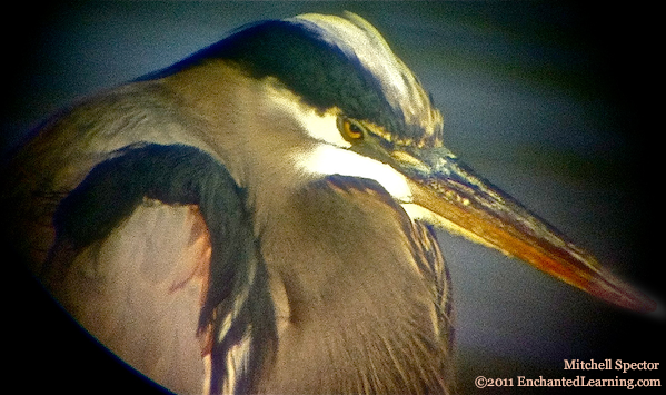 Head of a Great Blue Heron