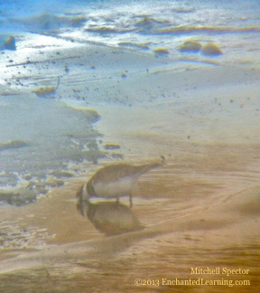 Killdeer and Reflection