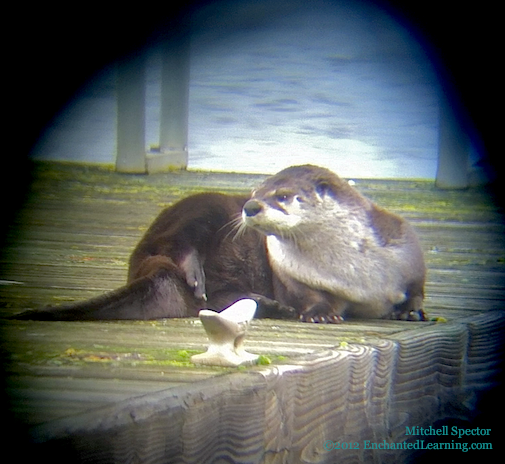 An Otter on Lake Washington