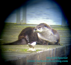 An Otter on Lake Washington