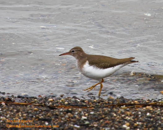 Spotted Sandpiper, Sprinting Down the Beach