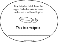 Search result: 'Life Cycle of a Frog Book, A Printable Book: Tadpole'