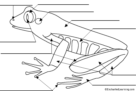 red-eyed tree frog to label