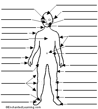 Label Human Body Printout - EnchantedLearning.com