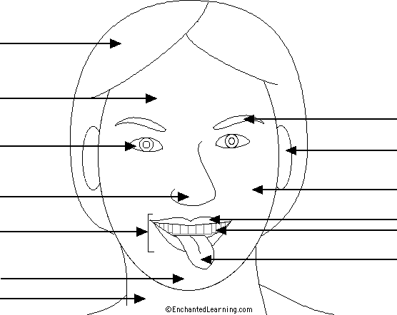 Search result: 'Label the Face/Head Printout'