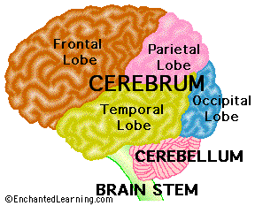 Structure And Function Of The Human Brain