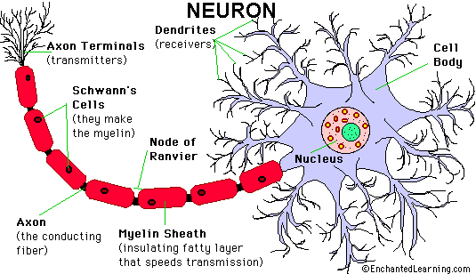 Brain Cells
