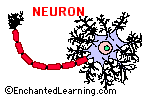 Neuron