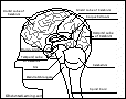 Search result: 'Classroom activities and Links about the Brain'