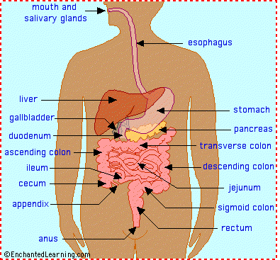 Human Digestive System - EnchantedLearning.com