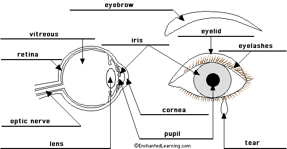 Eye Anatomy Diagram Enchantedlearning Com